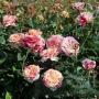 Rožė vijoklinė (Rosa) 'Vanille Fraise'